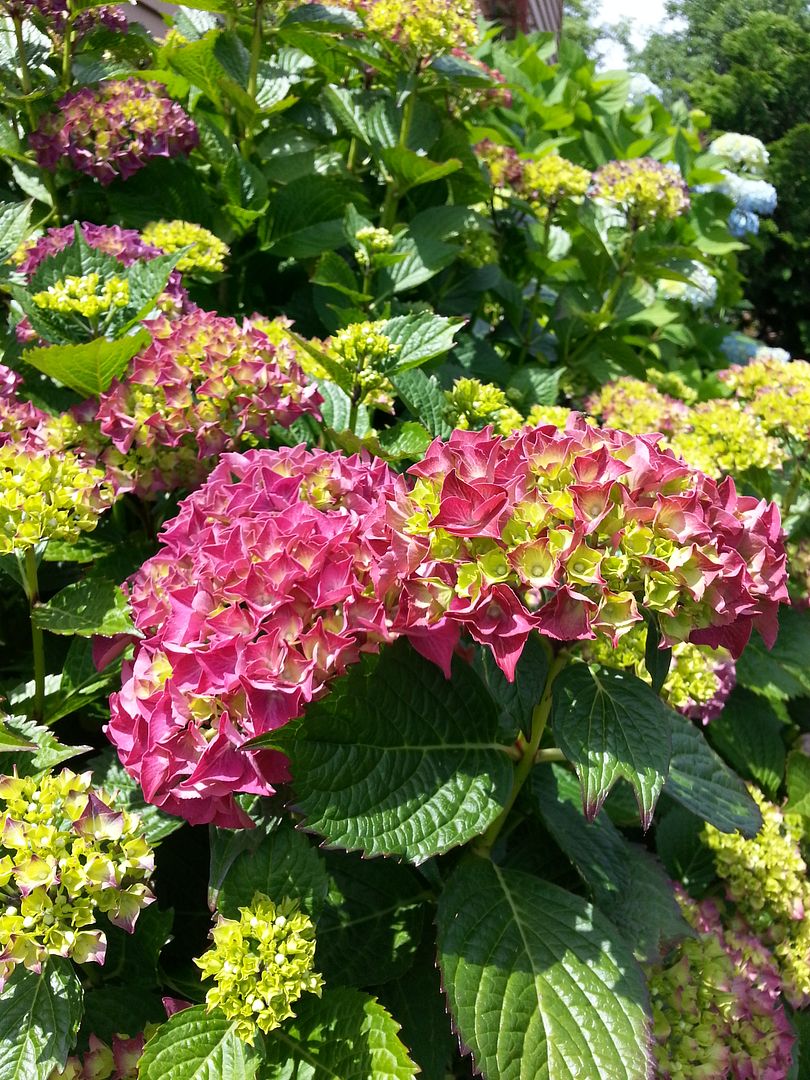  photo 20140622_134003_zpsc3buv1v2.jpg